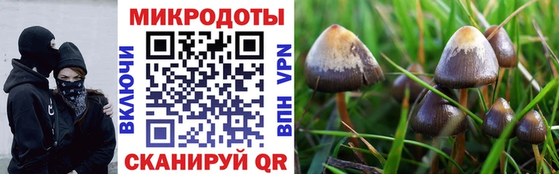Псилоцибиновые грибы Psilocybine cubensis  Минусинск 